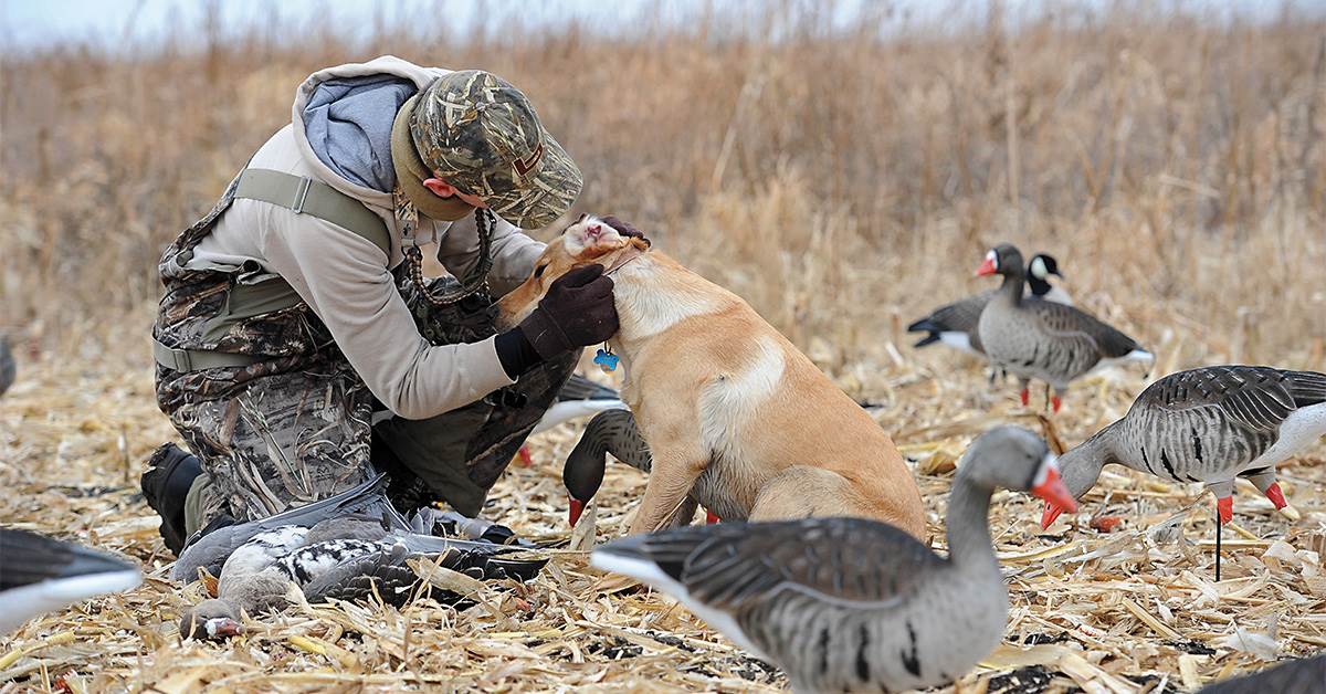 Waterfowl veterinarian near me cheap